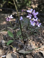 Iberis ciliata
