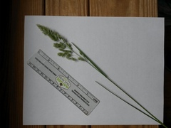 Poa arachnifera