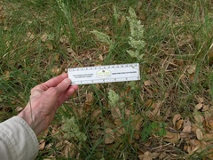 Poa arachnifera