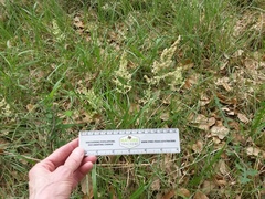 Poa arachnifera