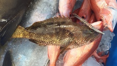 Epinephelus adscensionis