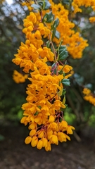 Berberis darwinii