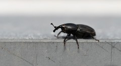 Sphenophorus striatopunctatus