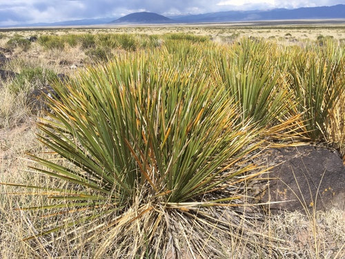 Yucca angustissima