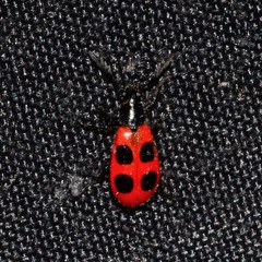 Pelonides quadripunctata