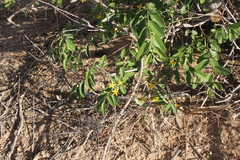 Grewia bicolor bicolor