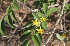 Grewia bicolor bicolor