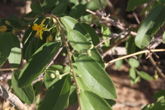 Grewia bicolor bicolor