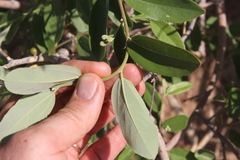Grewia bicolor bicolor