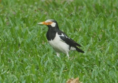 Gracupica floweri