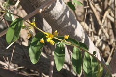 Grewia bicolor bicolor