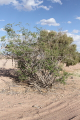 Grewia bicolor bicolor