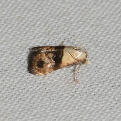 Eugnosta erigeronana