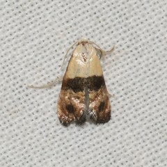Eugnosta erigeronana