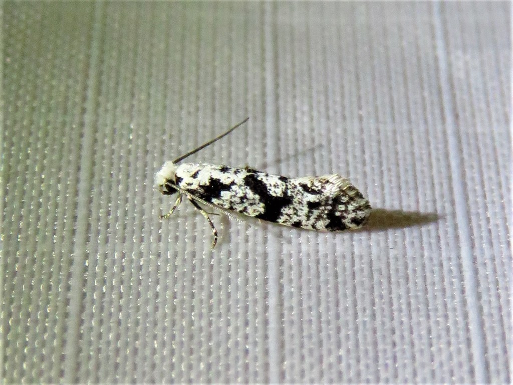 Nemapogon defectella