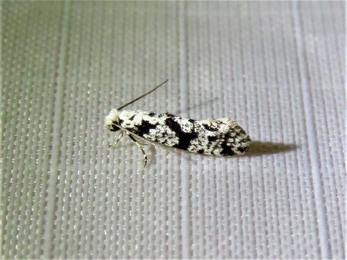 Nemapogon defectella