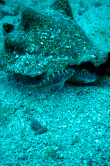 Serranus tortugarum