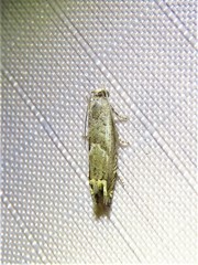 Epiblema minutana