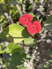 Euphorbia milii