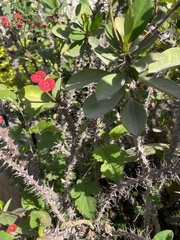 Euphorbia milii