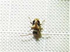Ptinus texanus