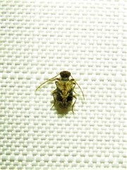 Ptinus texanus