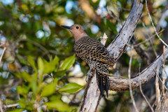 Colaptes auratus chrysocaulosus