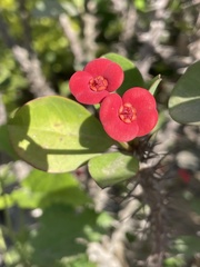 Euphorbia milii