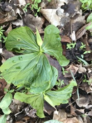 Trillium flexipes