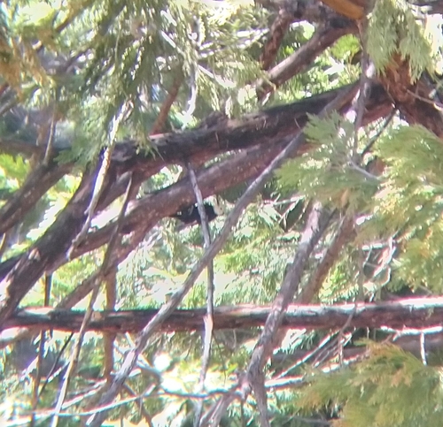 iNaturalist observation photo of White-headed Woodpecker