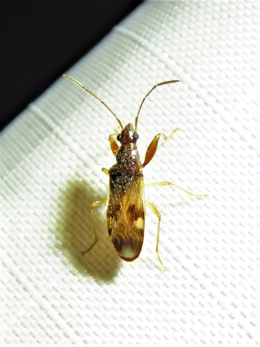 Pseudopamera nitidula photo 2