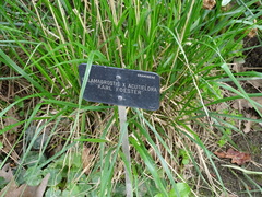 Calamagrostis × acutiflora