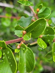 Ceanothus ferrisiae