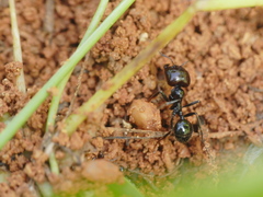 Messor barbarus