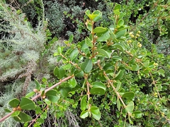 Ceanothus ferrisiae