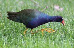 Porphyrio martinica
