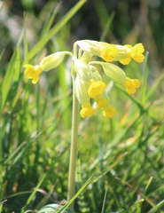 Primula veris
