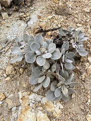 Eriogonum robustum