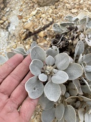Eriogonum robustum