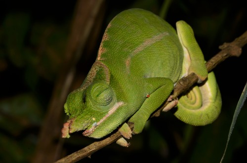Petter's Chameleon