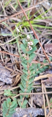 Euphorbia pergamena