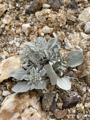 Eriogonum robustum