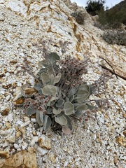Eriogonum robustum