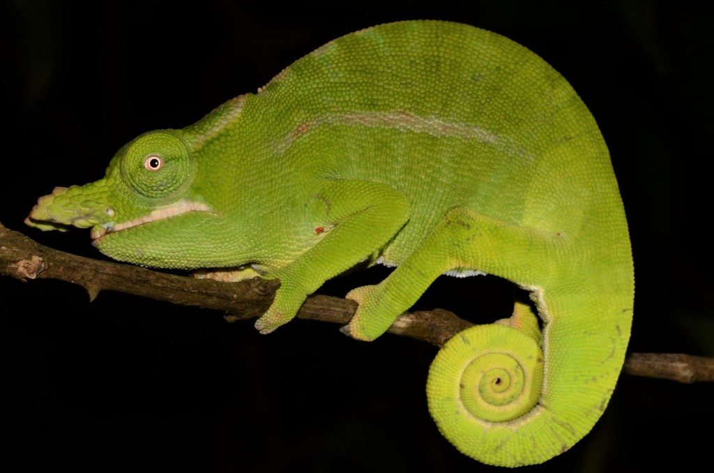 Petter's Chameleon