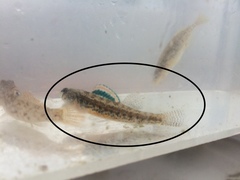 Etheostoma exile
