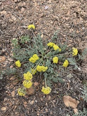 Lomatium austiniae