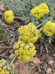 Lomatium austiniae