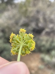 Lomatium austiniae