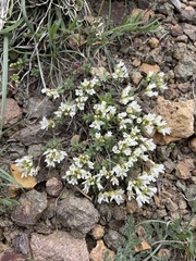 Cusickiella douglasii