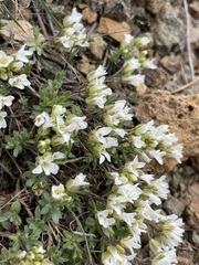Cusickiella douglasii